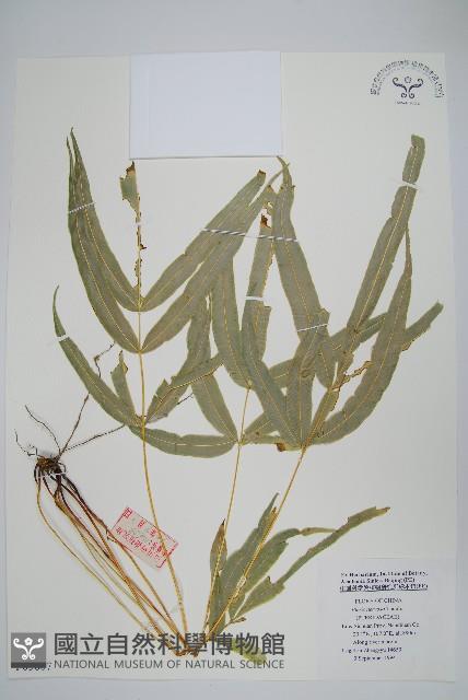 鳳尾蕨藏品圖，第1張