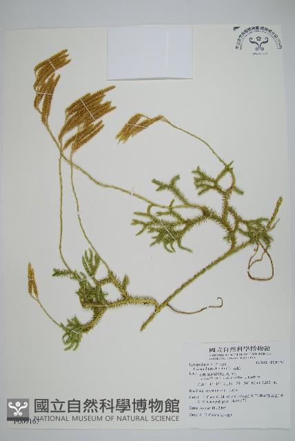 石松藏品圖，第1張