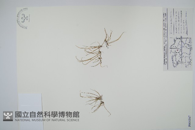 絲萍藏品圖，第1張