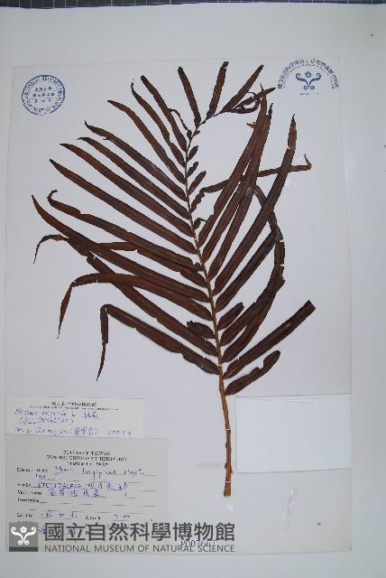 烏毛蕨藏品圖，第1張