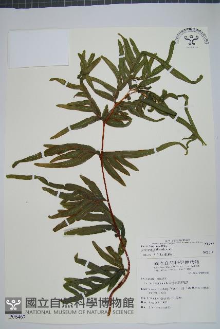 疏羽半邊旗藏品圖，第1張