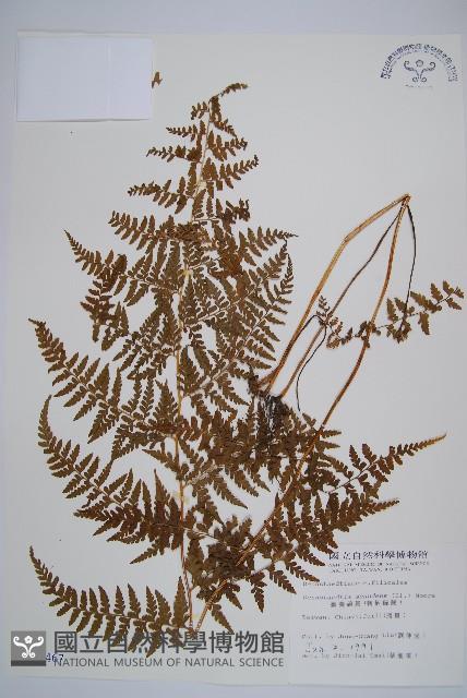 刺柄碗蕨藏品圖，第1張