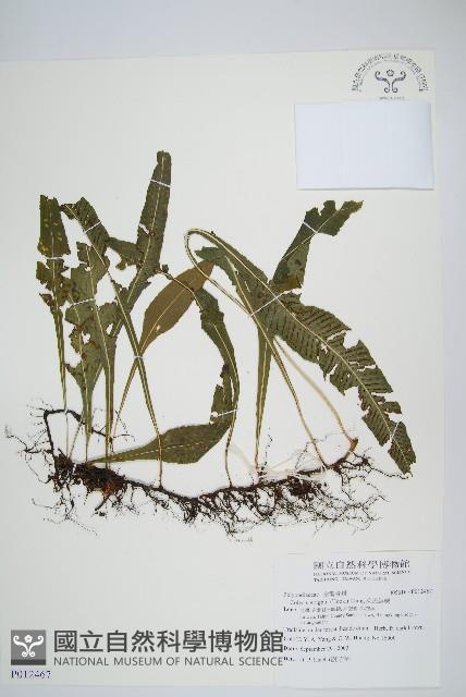 萊氏線蕨藏品圖，第1張