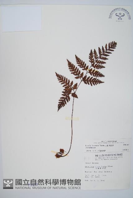 大葉骨碎補、台灣骨碎補、骨碎補藏品圖，第1張