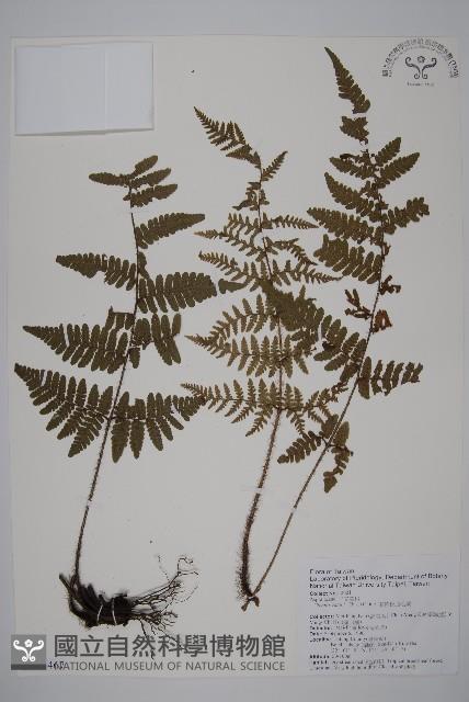 愛德氏肋毛蕨藏品圖，第1張
