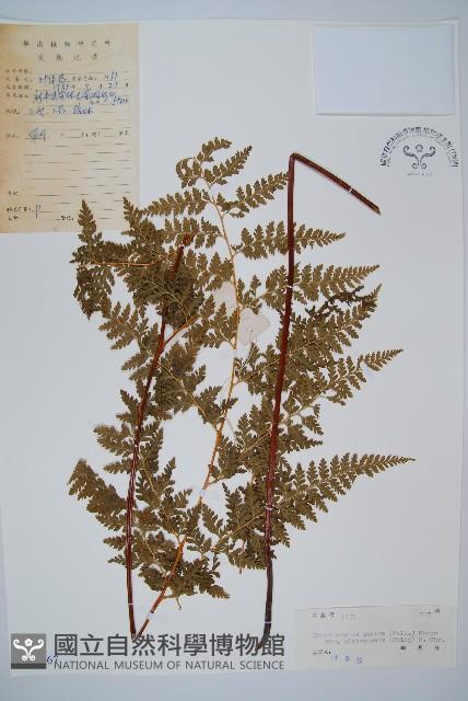 光葉碗蕨藏品圖，第1張