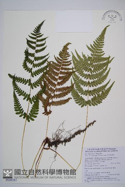 東洋蹄蓋蕨藏品圖，第1張