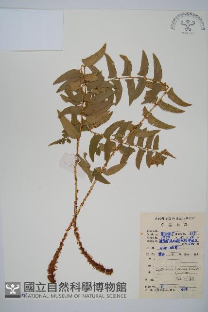 鐮羽貫眾藏品圖，第1張