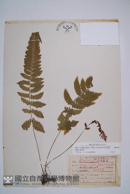 東洋蹄蓋蕨藏品圖，第1張