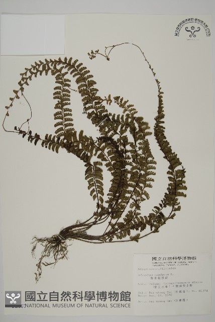 鞭葉鐵線蕨藏品圖，第1張