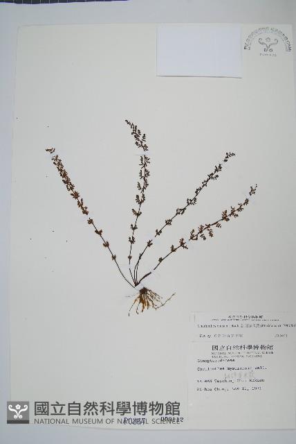 細葉碎米蕨藏品圖，第1張