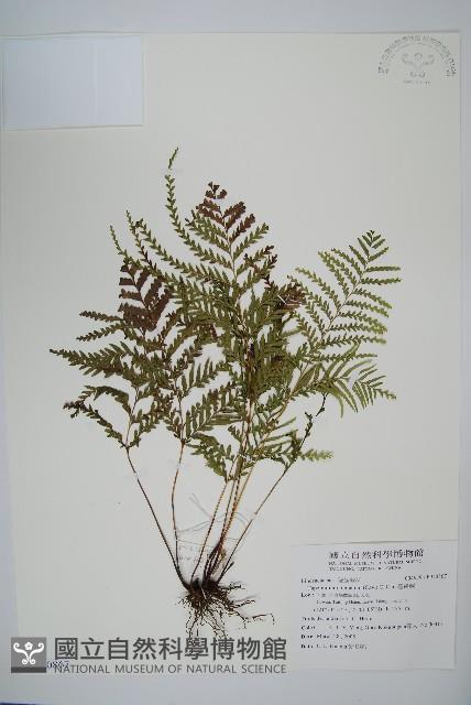 達邊蕨藏品圖，第1張