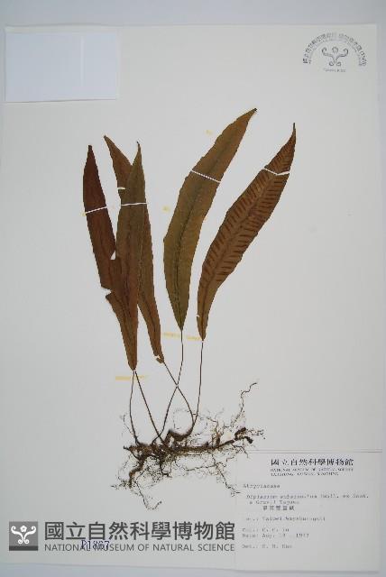 單葉雙蓋蕨藏品圖，第1張