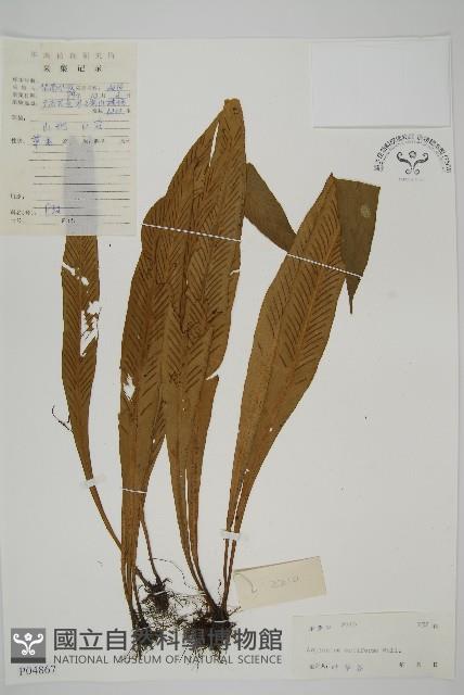 劍葉鐵角蕨、箭葉鐵角蕨藏品圖，第1張