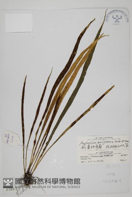 劍葉鐵角蕨、箭葉鐵角蕨藏品圖，第1張