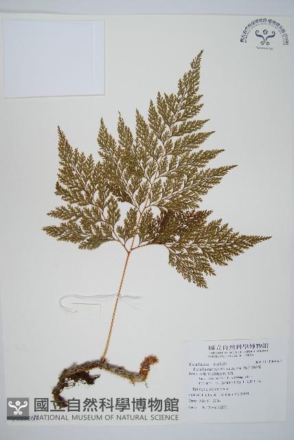 海州骨碎補藏品圖，第1張