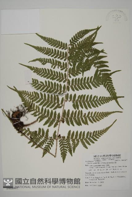 愛德氏肋毛蕨藏品圖，第1張