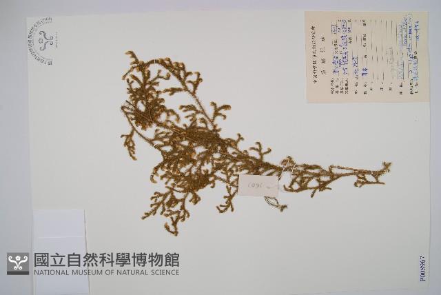 燈龍草藏品圖，第1張