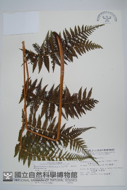 粗毛金星蕨藏品圖，第1張