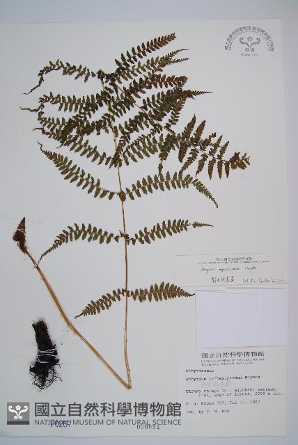 對生蹄蓋蕨藏品圖，第1張