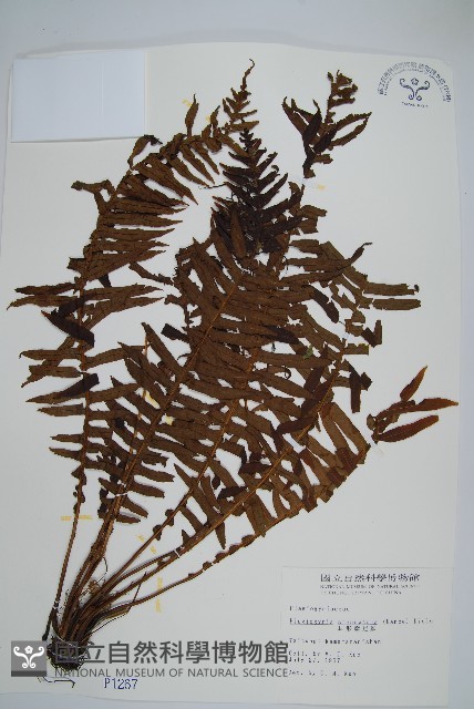 耳形瘤足蕨藏品圖，第1張