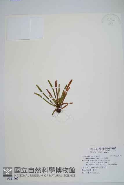 短柄禾葉蕨藏品圖，第1張