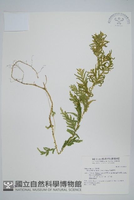 全緣卷柏藏品圖，第1張