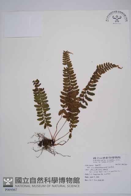 紅苞蹄蓋蕨藏品圖，第1張