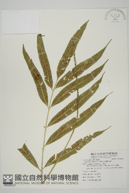 南海鐵角蕨藏品圖，第1張