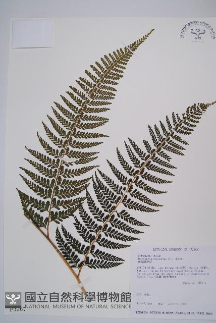 熱帶鱗蓋蕨藏品圖，第1張