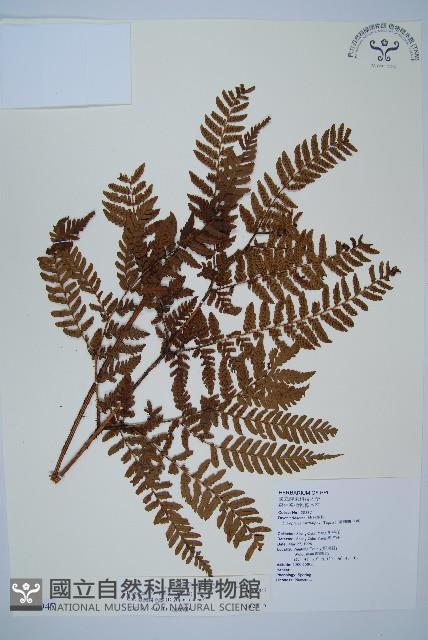 臺灣鱗毛蕨藏品圖，第1張
