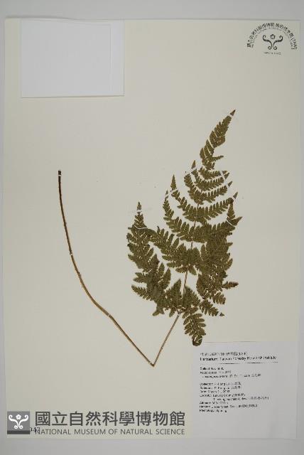 金毛蕨藏品圖，第1張