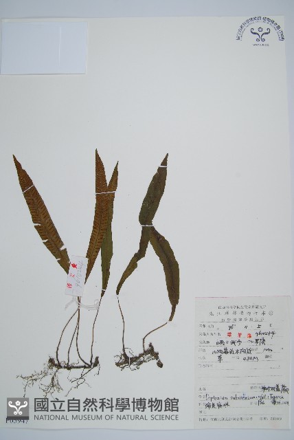 單葉雙蓋蕨藏品圖，第1張