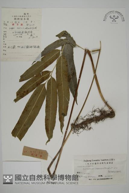 日本鳳丫蕨藏品圖，第1張