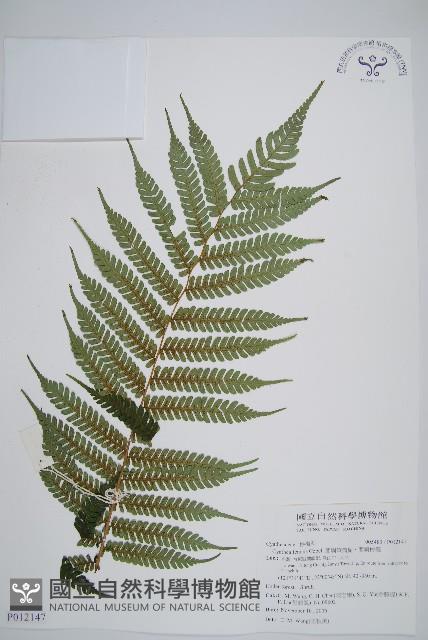 蘭嶼筆筒樹、蘭嶼桫欏藏品圖，第1張