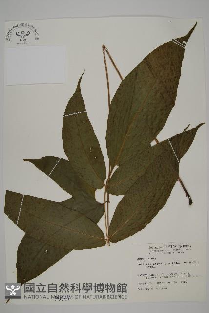 南投三叉蕨藏品圖，第1張