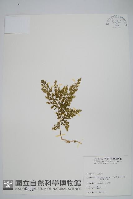 密葉卷柏藏品圖，第1張