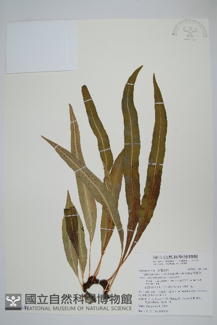 波氏星蕨藏品圖，第1張