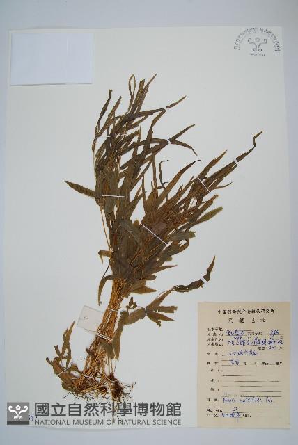 鳳尾蕨藏品圖，第1張