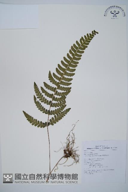 團羽鱗蓋蕨藏品圖，第1張