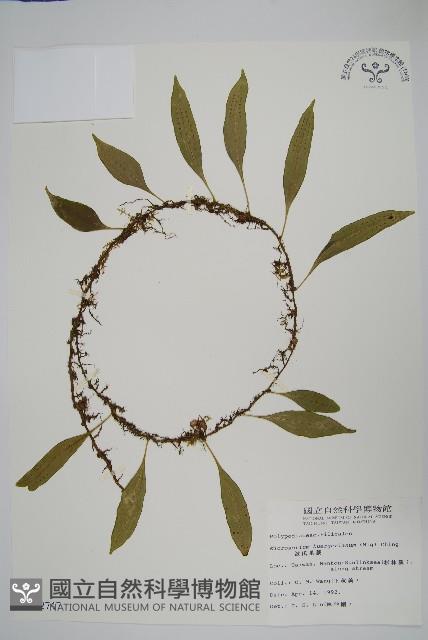 波氏星蕨藏品圖，第1張