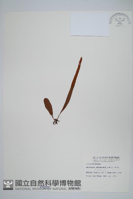 抱樹石葦藏品圖，第1張