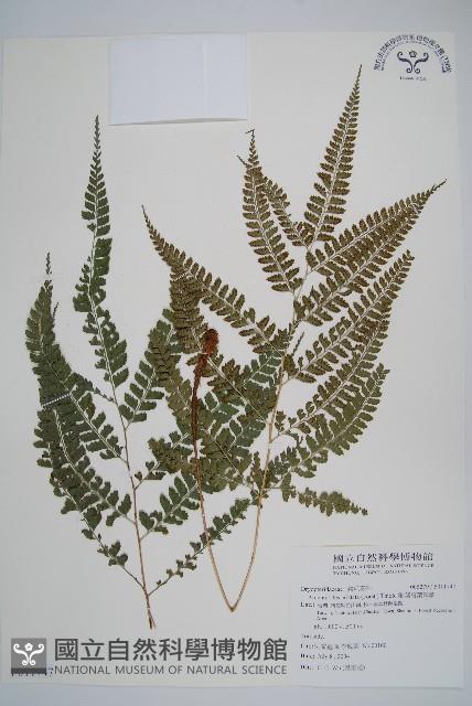 斜方複葉耳蕨藏品圖，第1張