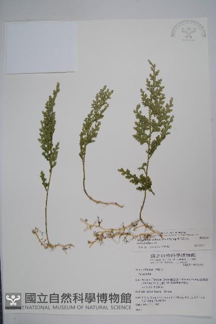 密葉卷柏藏品圖，第1張