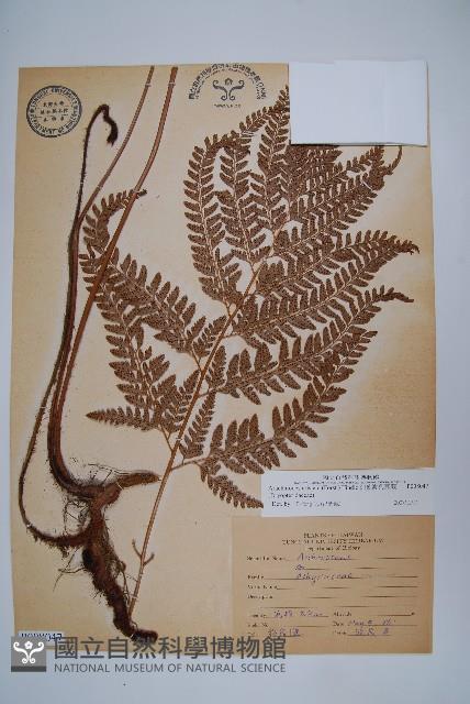 細葉複葉耳蕨藏品圖，第1張