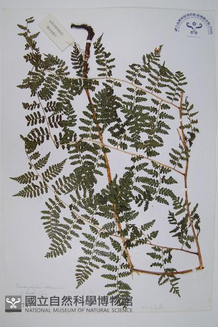 假冷蕨藏品圖，第1張