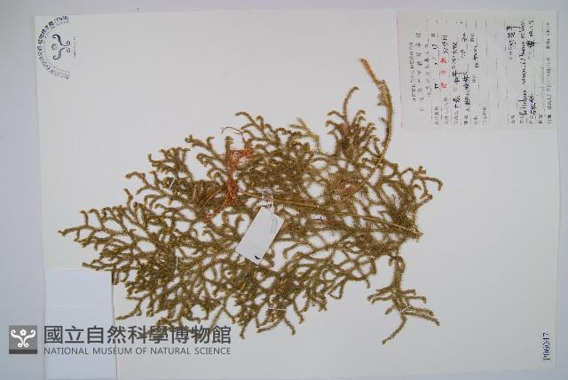 燈龍草藏品圖，第1張