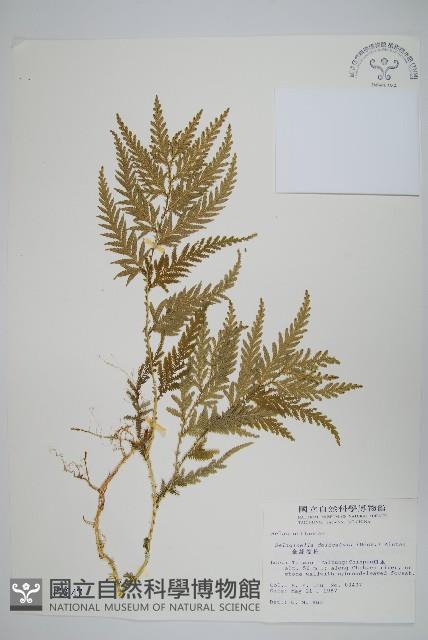 全緣卷柏藏品圖，第1張