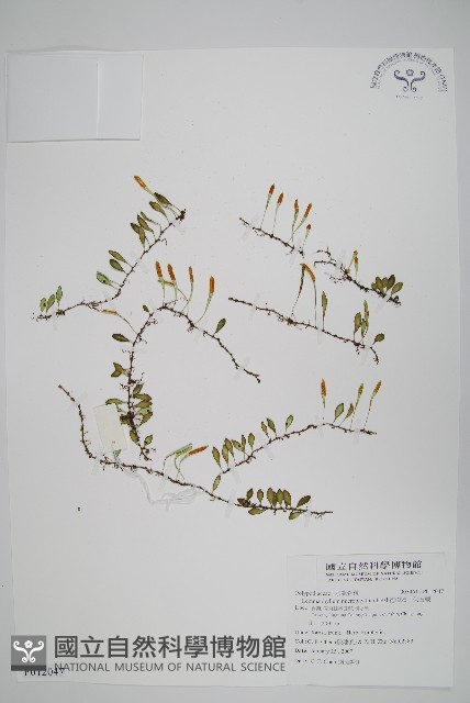 抱樹蕨、伏石蕨藏品圖，第1張