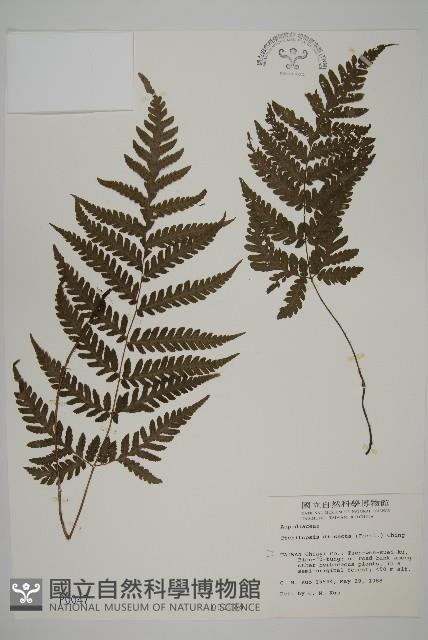 薄葉擬肋毛蕨藏品圖，第1張